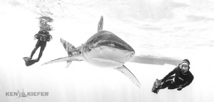 Safety Diver and Photographer enjoy the presence of a fem... by Ken Kiefer 